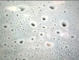  Water Drops ()(AstraFilms)